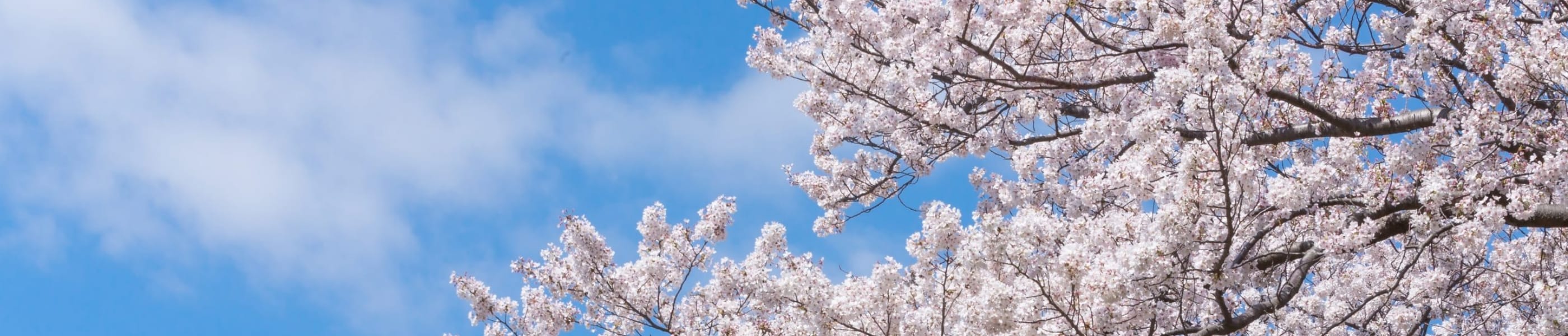 ご挨拶・沿革・講師紹介
